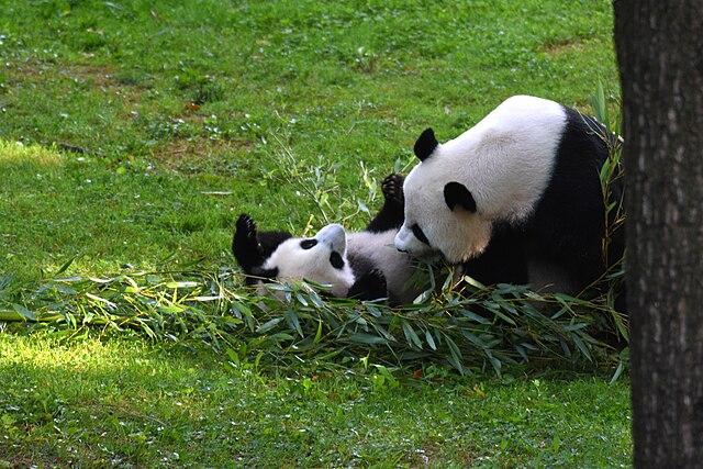Xiao Qi Ji Wrestling with Mama Panda.