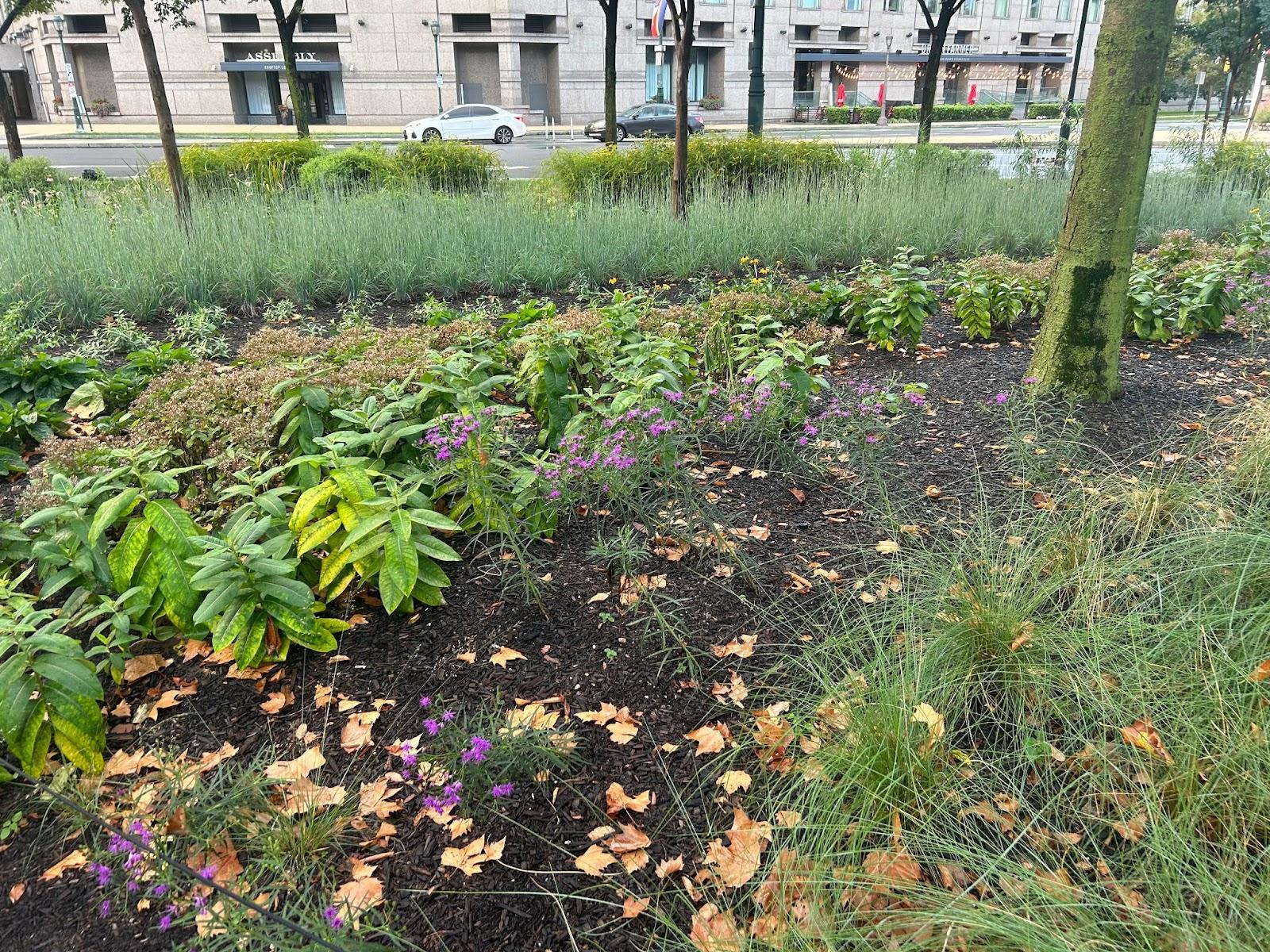 New pollinator-friendly plants are now blooming at Sister Cities Park. (Brittany Valentine/City Cast Philly)