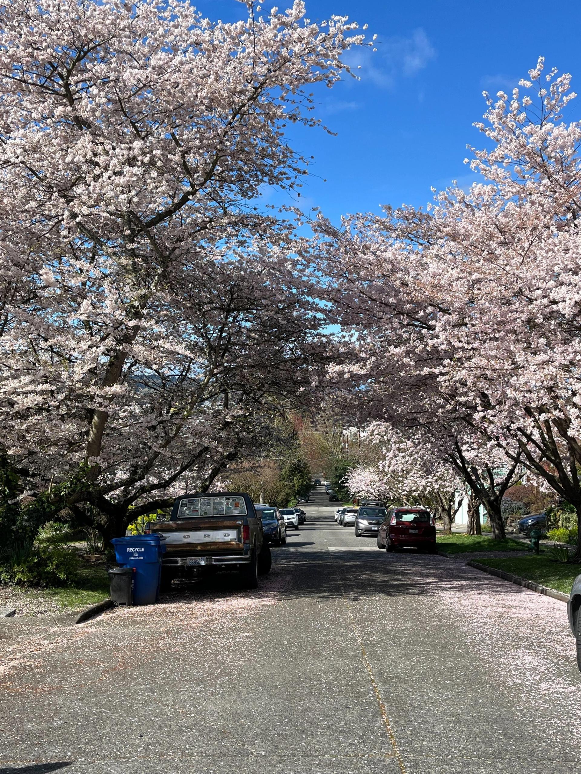 Cherry blossoms are officially everywhere! (Sam J Leeds / City Cast Seattle)