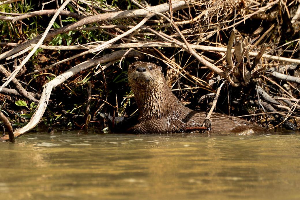 A curious river otter pokes its head up from the water against a backdrop of brush and sticks.