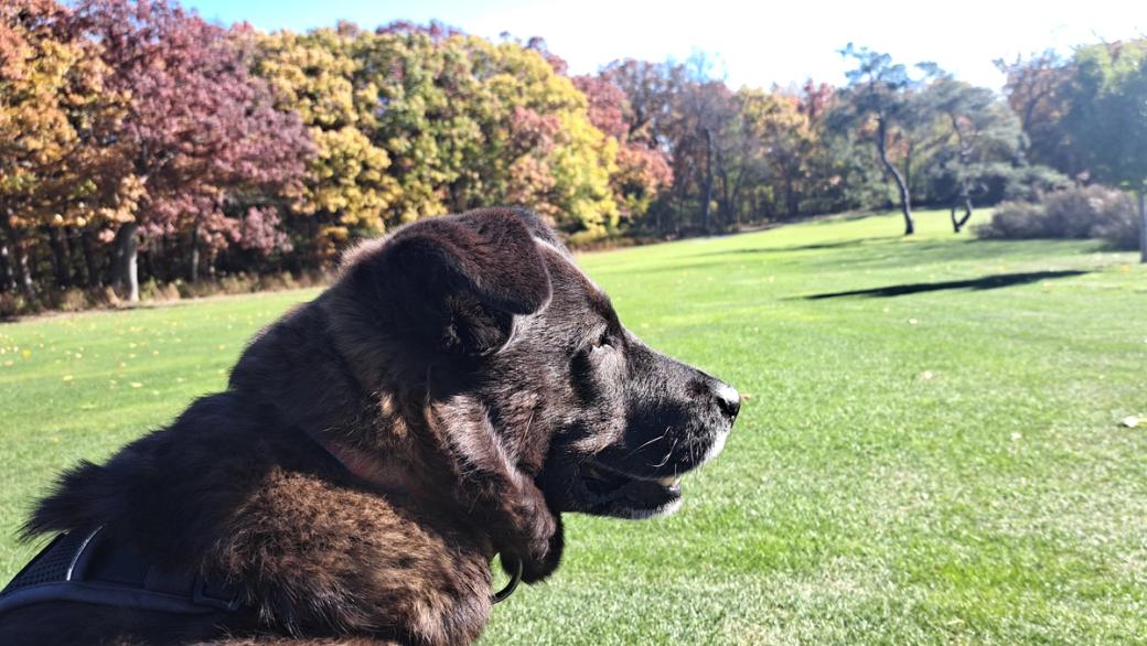 A brown dog looking out onto a field.