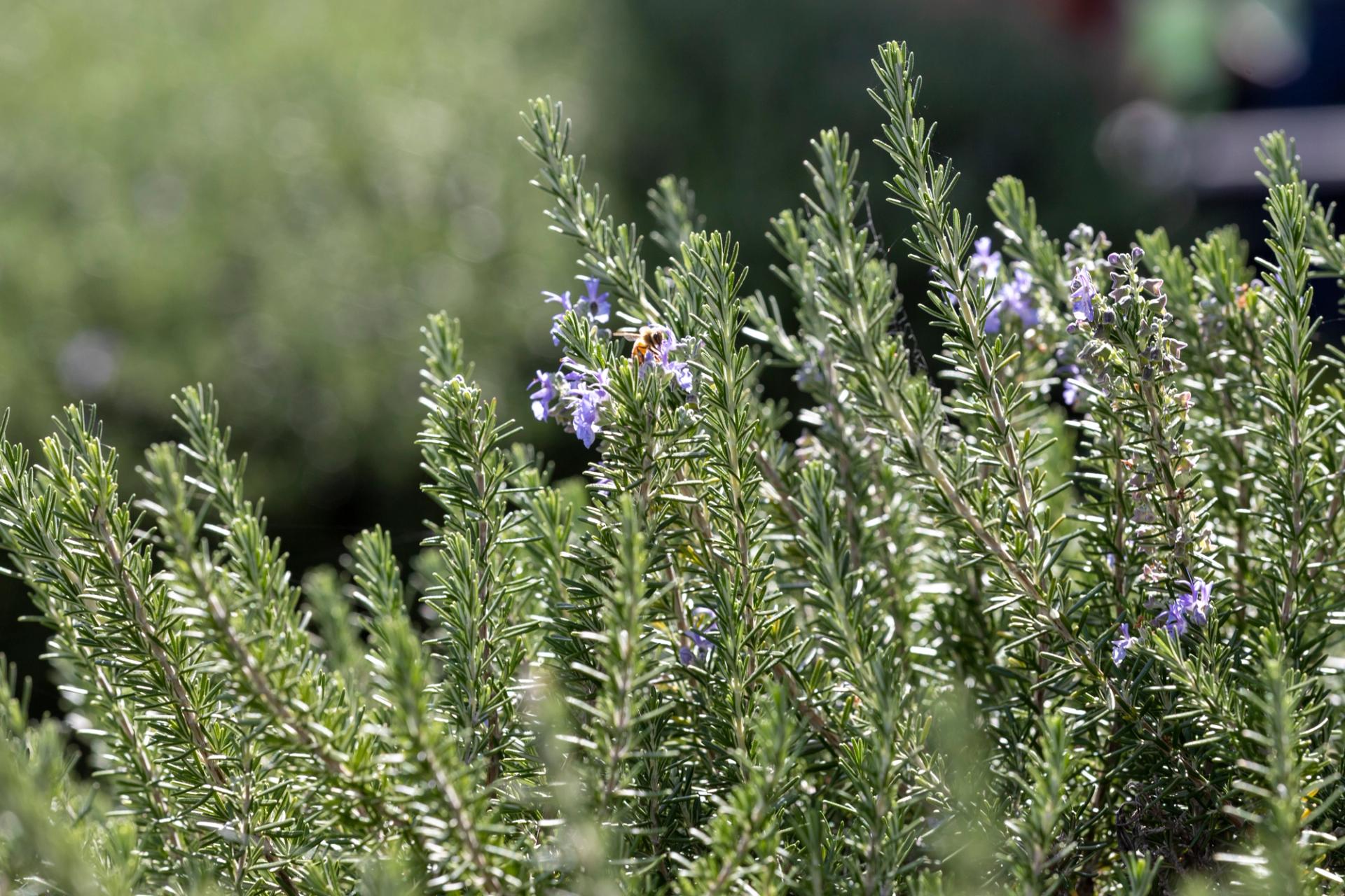 A rosemary plant.