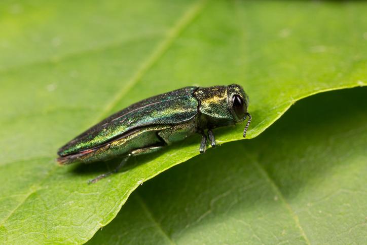 An emerald ash borer looking a little too smug if you ask me. (Monique van Someren/Getty Images)