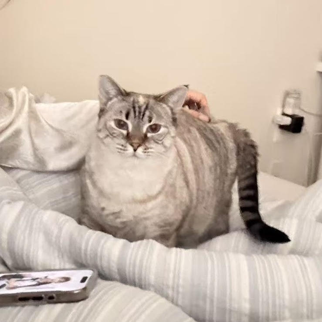 Charlotte Bronte the cat is up for adoption