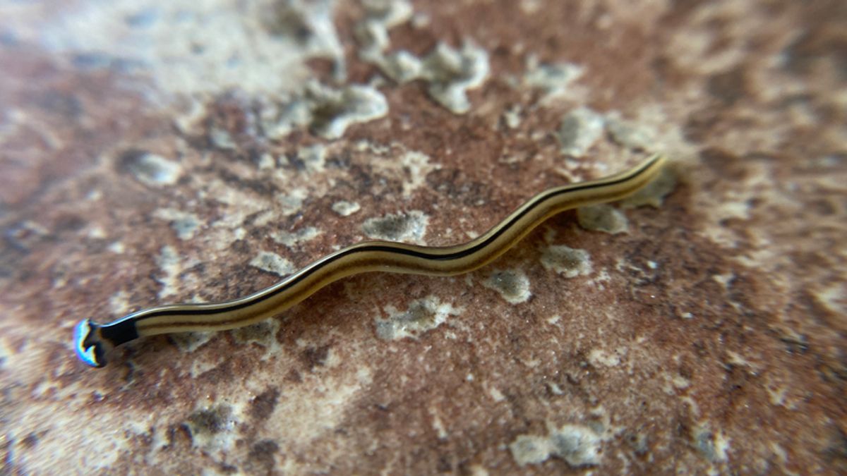 Poisonous Worms Are Taking Over Washington, DC