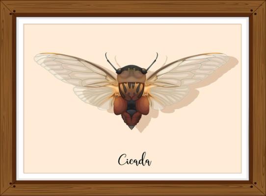 Periodic Cicadas (And Why They’re Not Coming to Pittsburgh) image
