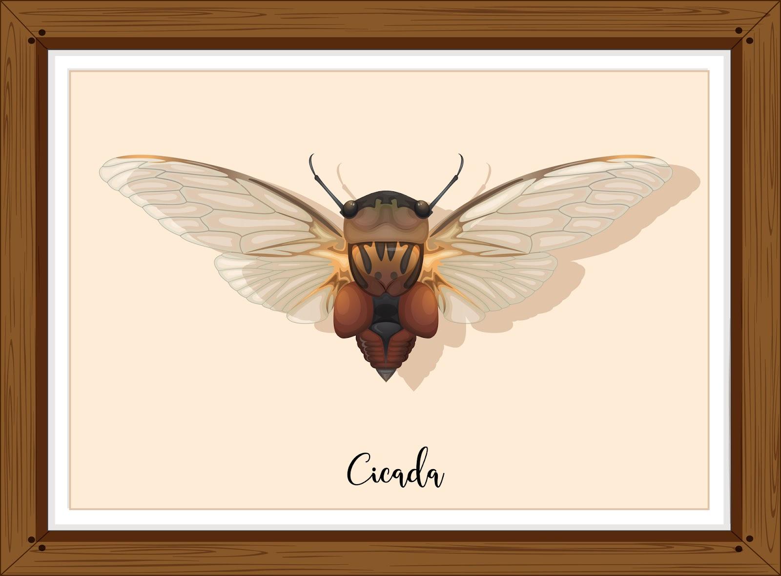 Wooden framed illustration of a cicada.