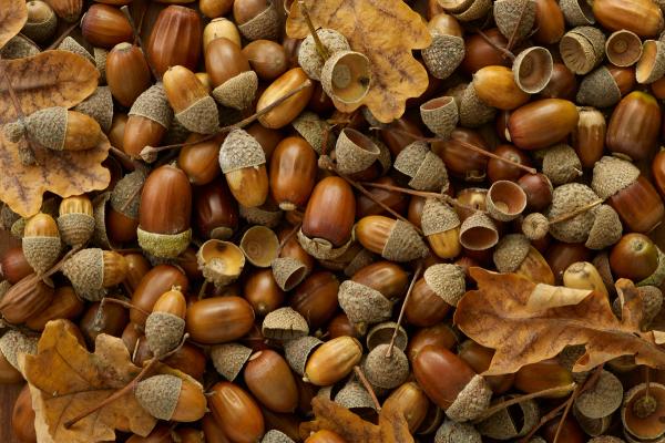 Could Fall’s Acorn Abundance Forecast a Nutty Winter? image