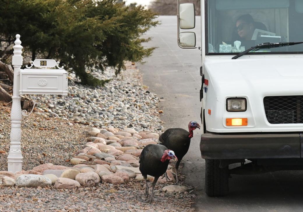 Wild turkeys peck at the tires of a mail truck as a postal worker delivers mail on Ammons Street in Lakewood, Colorado, on January 31, 2024.