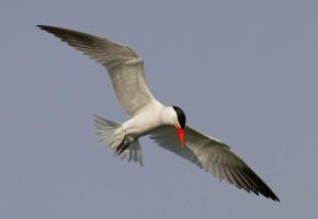 What is Utah'S State Bird 