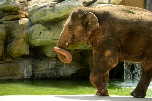 Meet the Denver Zoo's Elephant Sperm Specialists image