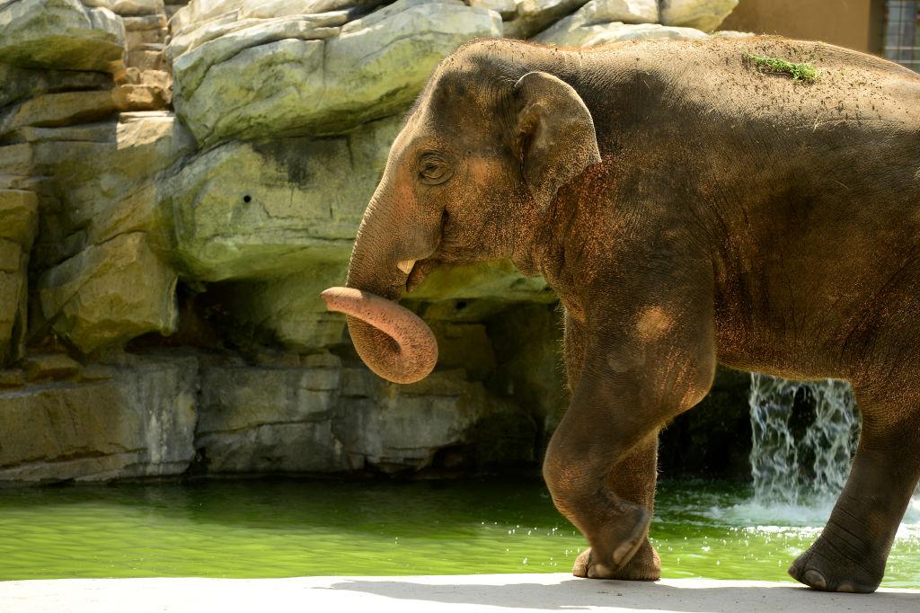 Billy the elephant, 10 years old and 8,000 pounds, is one of six Asian elephants residing at the Denver Zoo.