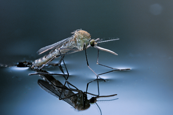 What To Do About Mosquitoes in Boise image