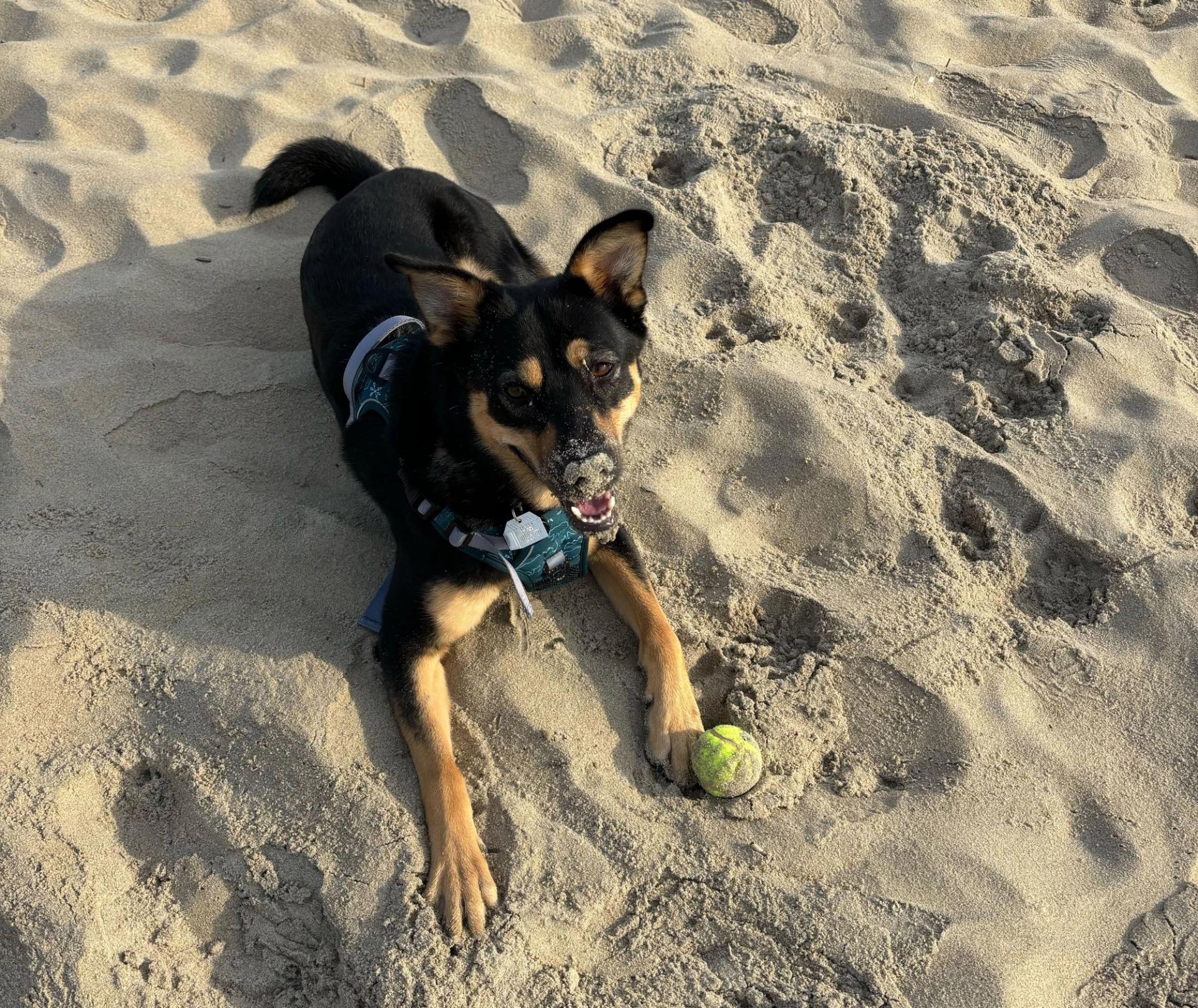 A black dog lays in a sandy spot with its tennis ball nearby.