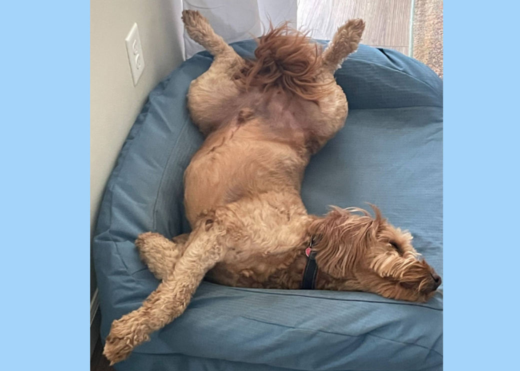 I wonder what Benny is dreaming about!? (Photo by Gayle G.)