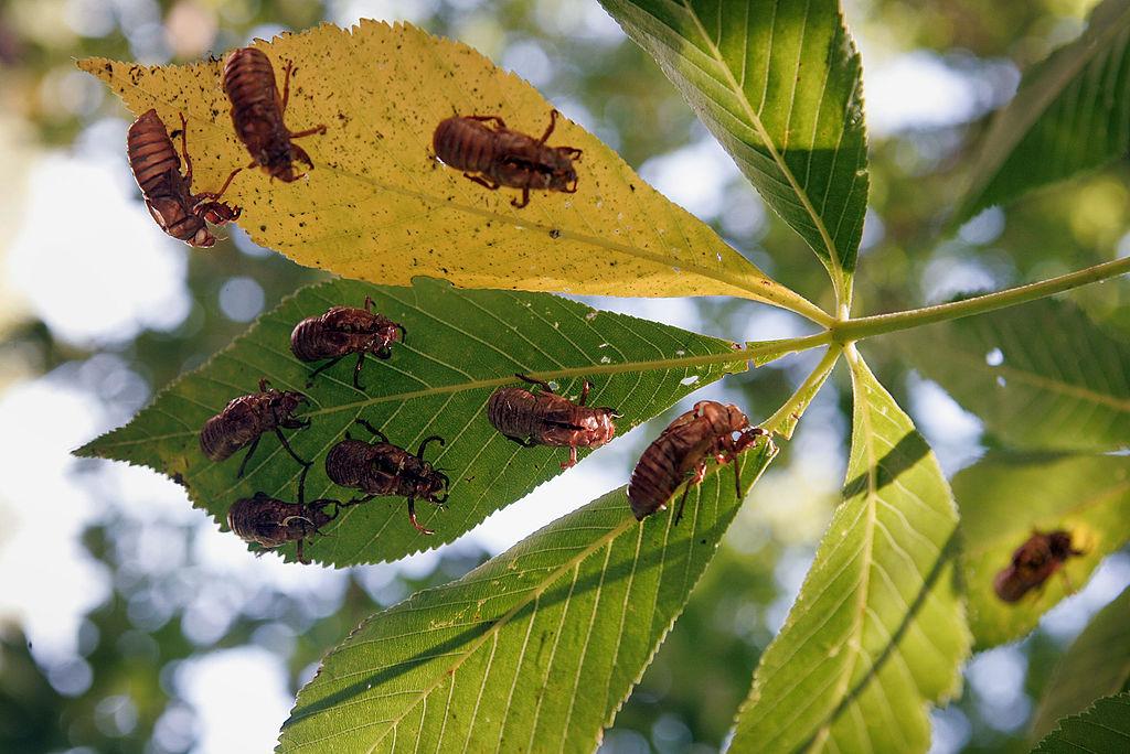 Empty, nymphal skin of cicadas following the hatch of Brood XIII in Willow Springs in 2007.