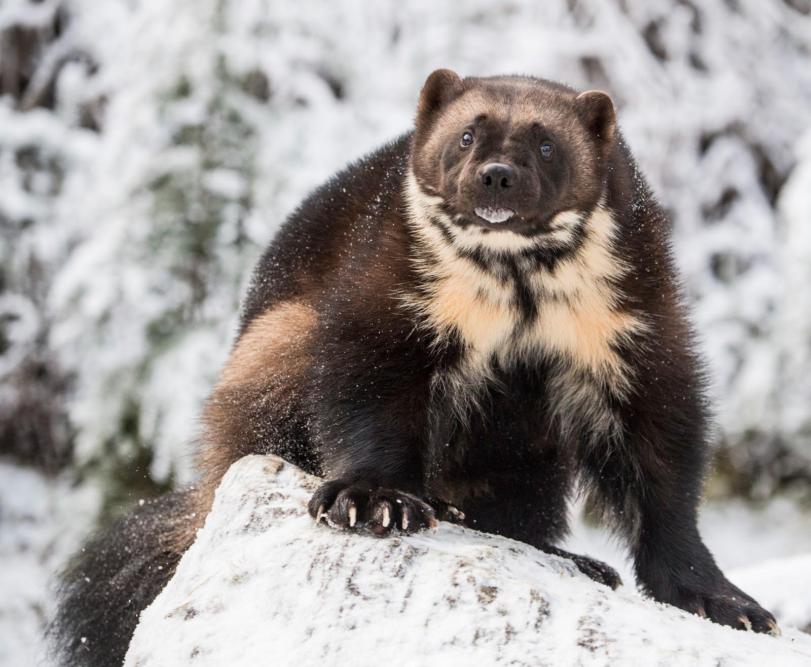 a wolverine stands in the snow