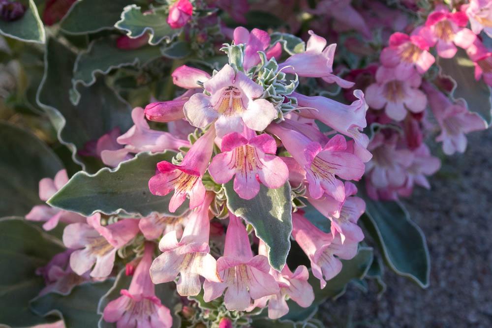 Photo of a white-margined penstemon flower
