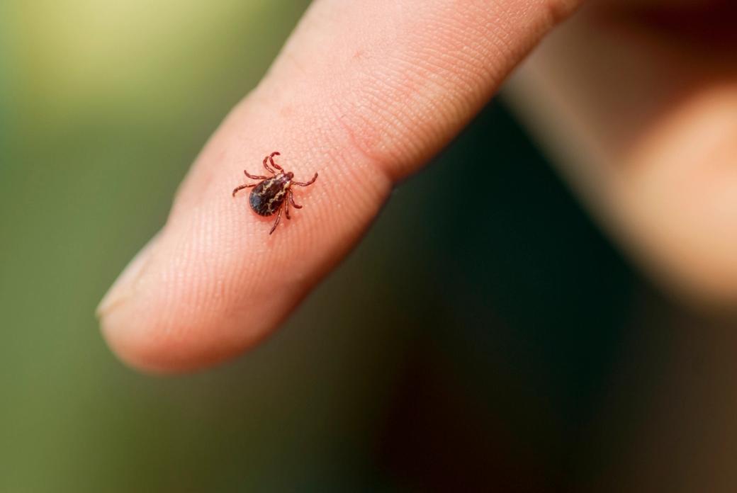 Colorado residents can expect an increase in ticks this summer thanks to unusual weather patterns.