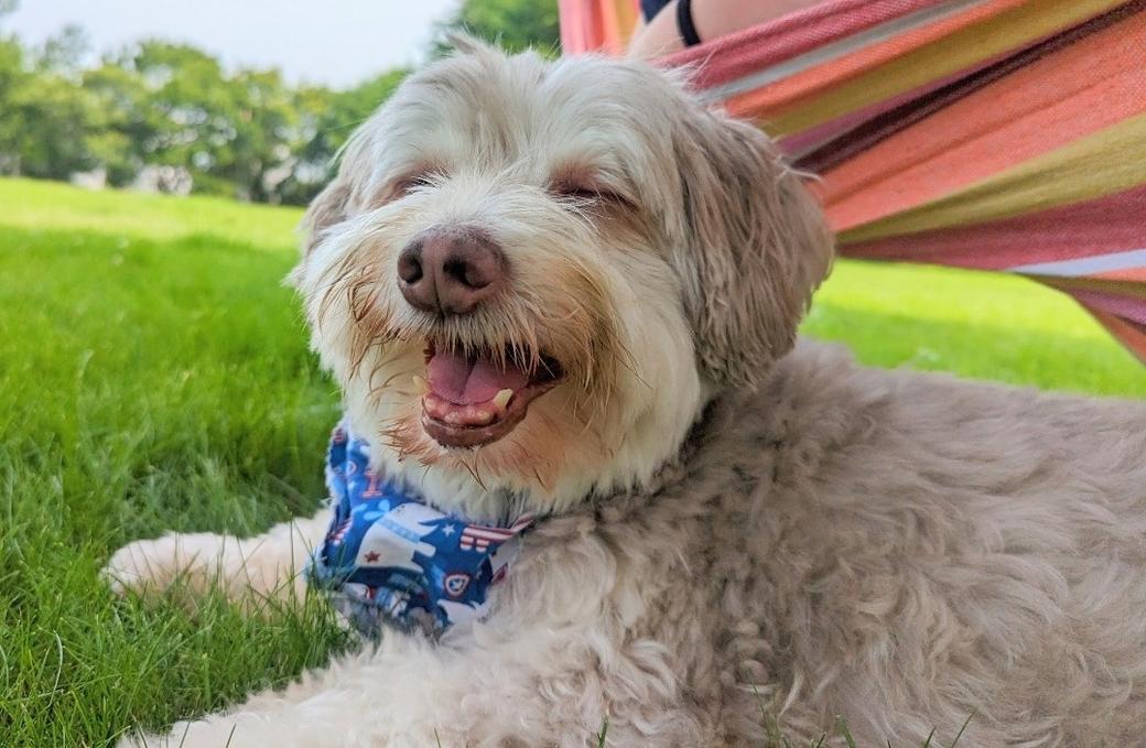 Dog lays in grassy area in the shade on a sunny day