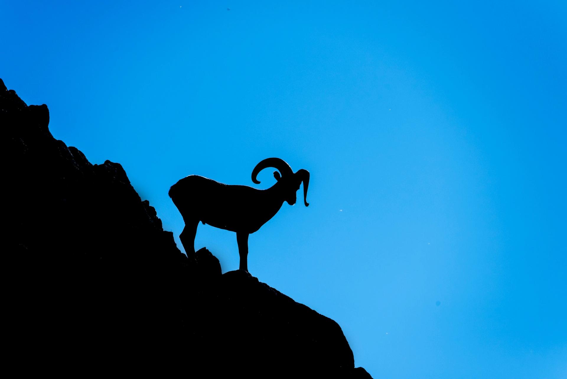 Photo of desert bighorn sheep against blue sky