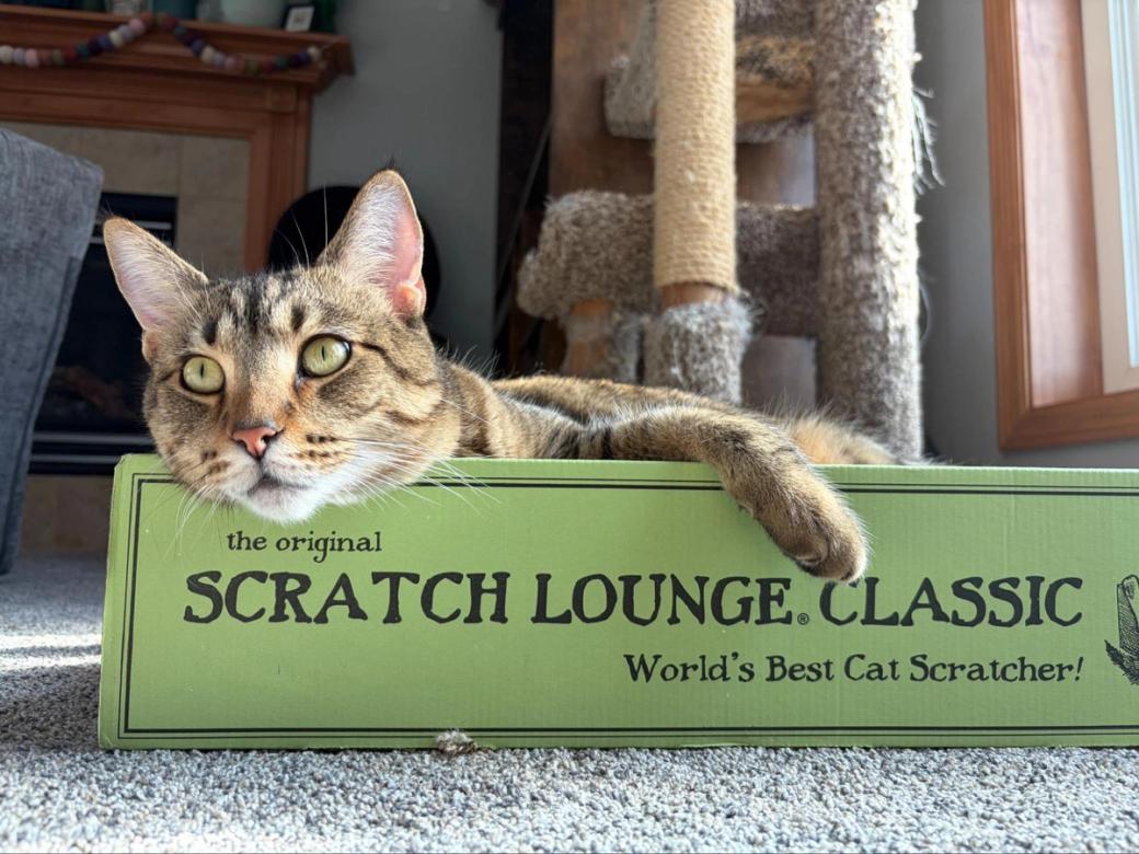 A cat with green eyes leaning across a green box.