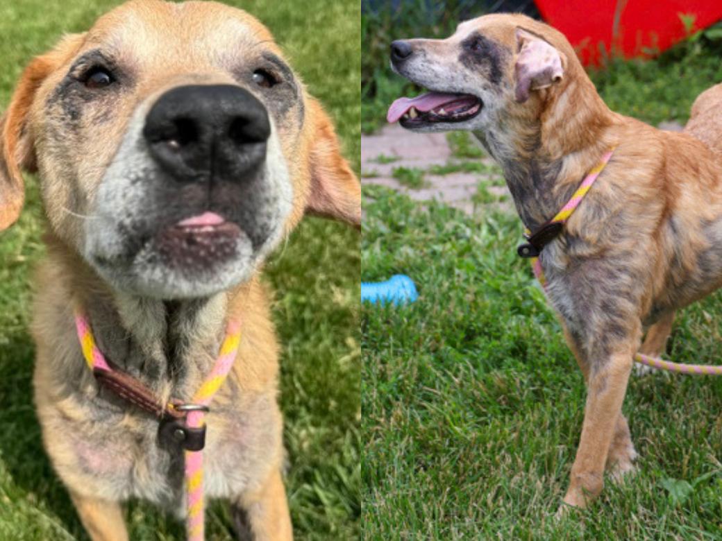 A tan dog with dark markings around its eyes sticking its tongue out on a green grass field.