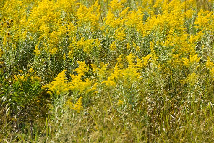 About 50 million Americans suffer from ragweed allergies. (Joanna McCarthy/Getty Images)