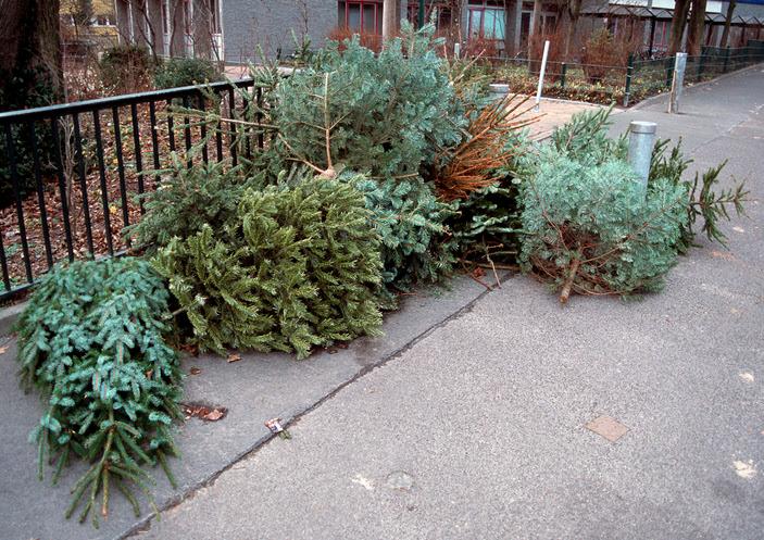 Old Christmas trees on sidewalk