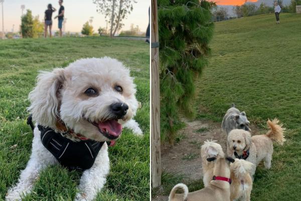 Five Great Dog Parks in Las Vegas image