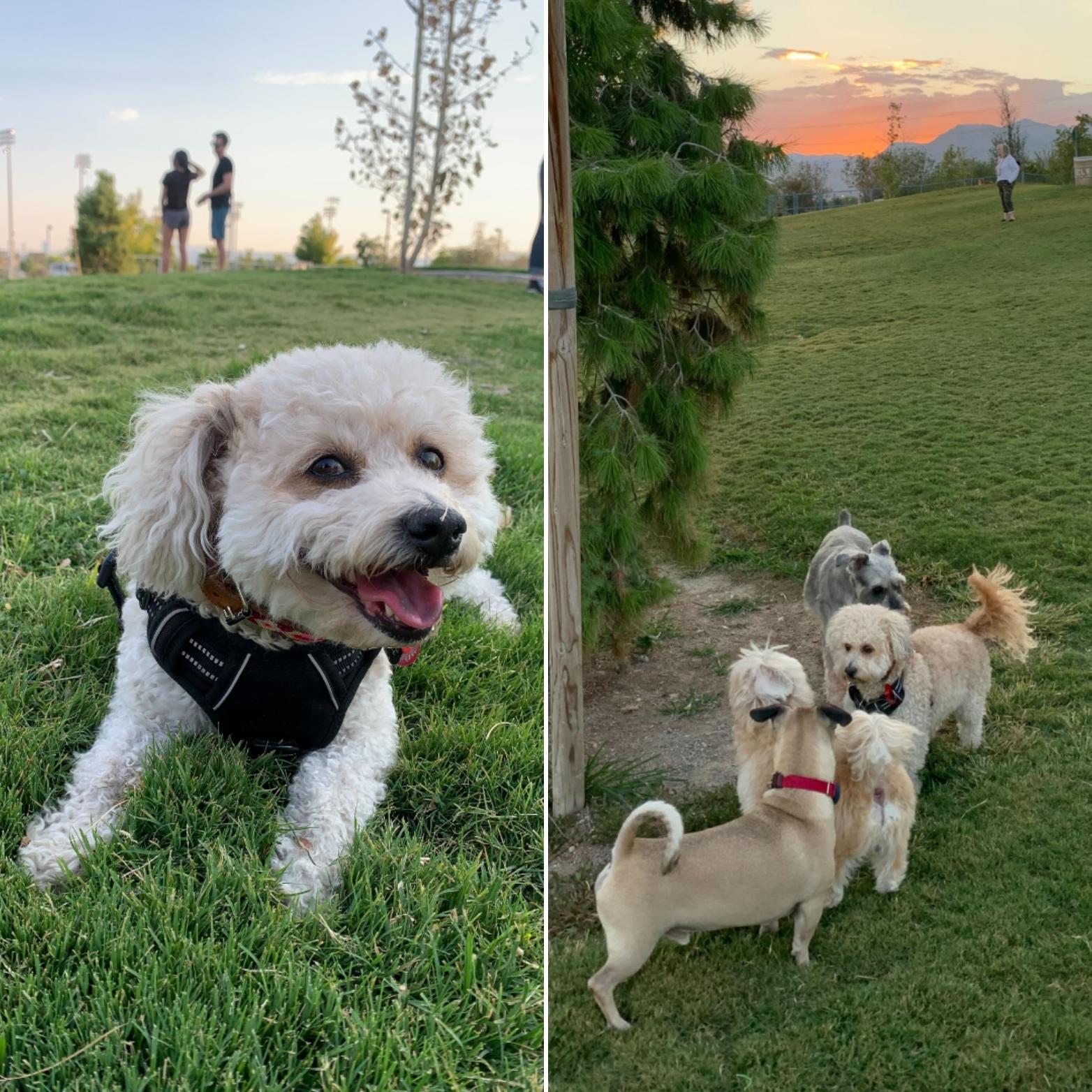 Photo of an adorable white dog in a dog park.