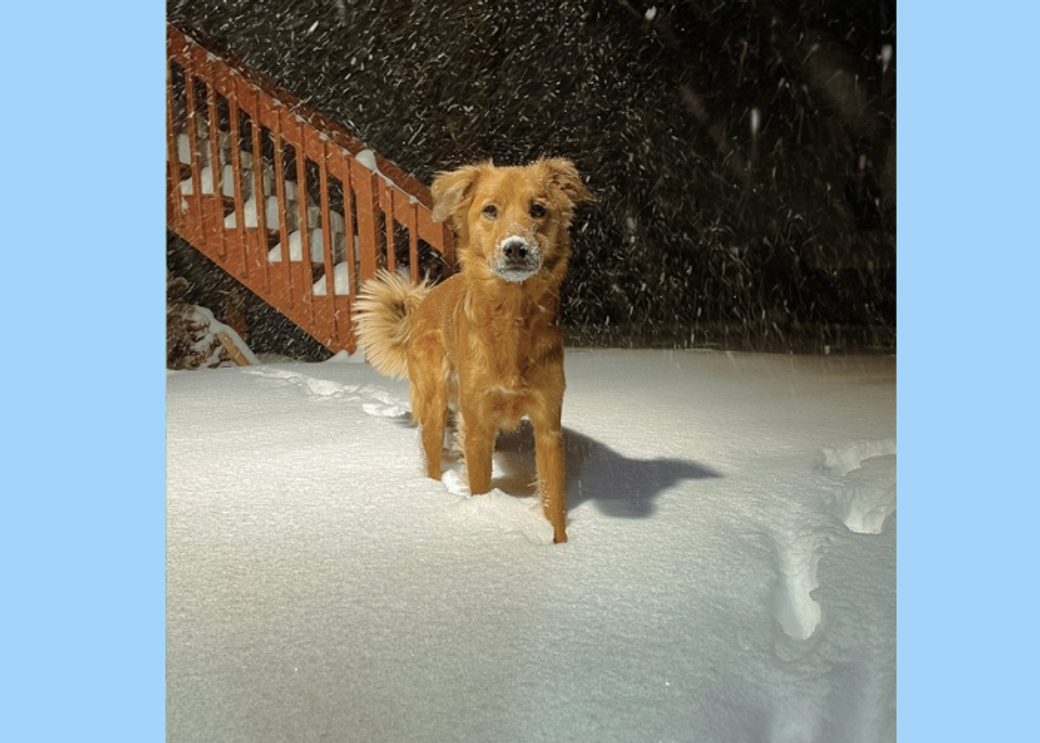 A tan border collie stands in the snow.