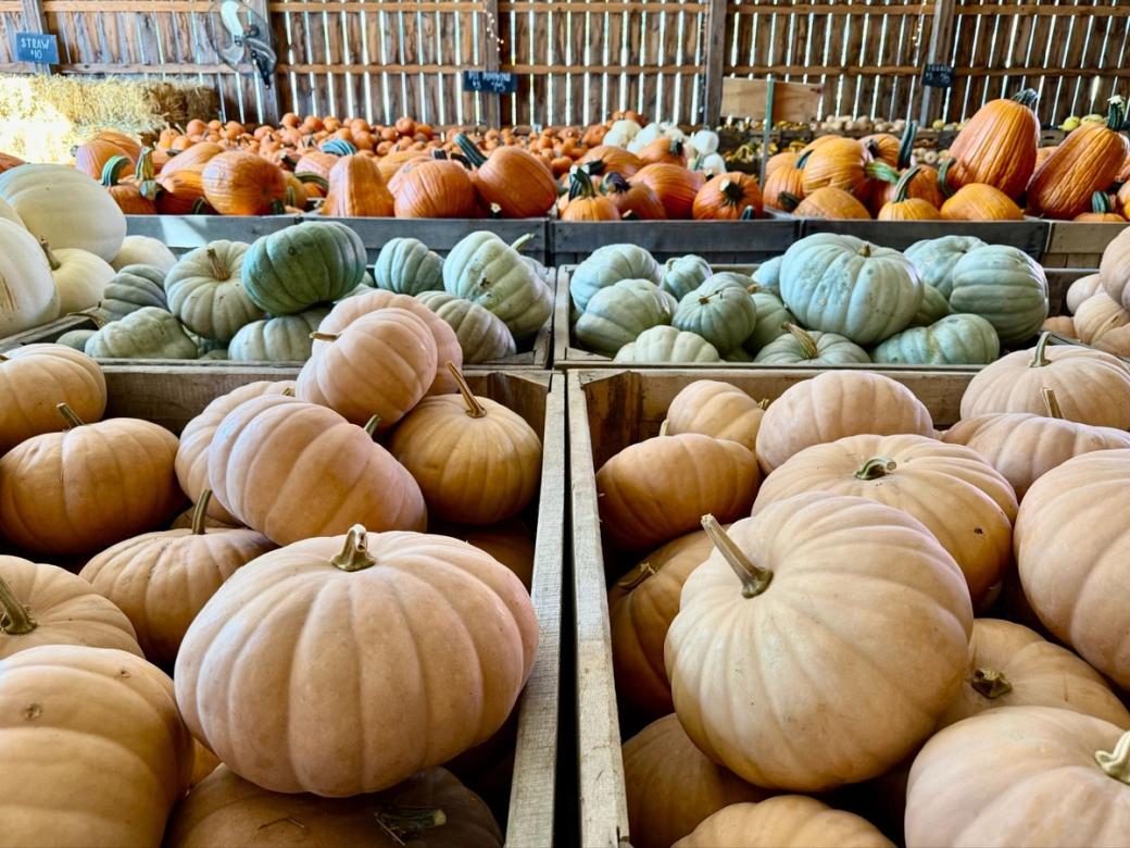 Wooden bins filled with pumpkins in shades of orange, pale peach, white, and light green inside a rustic farm strand.