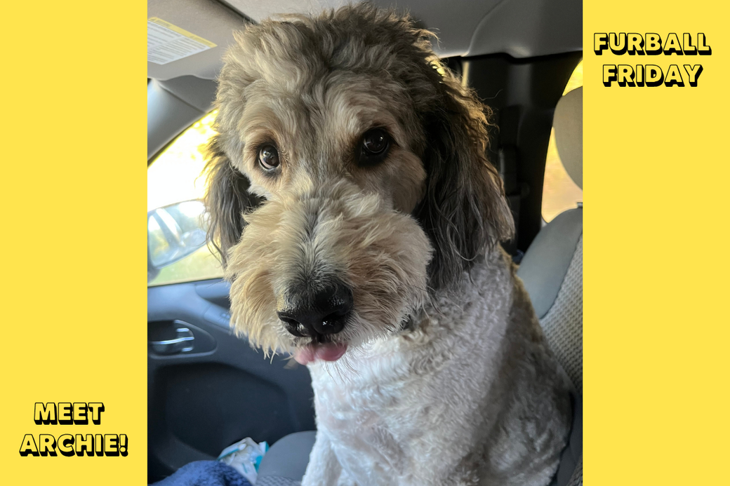 A gray curly haired dog in a car, looking at the camera.