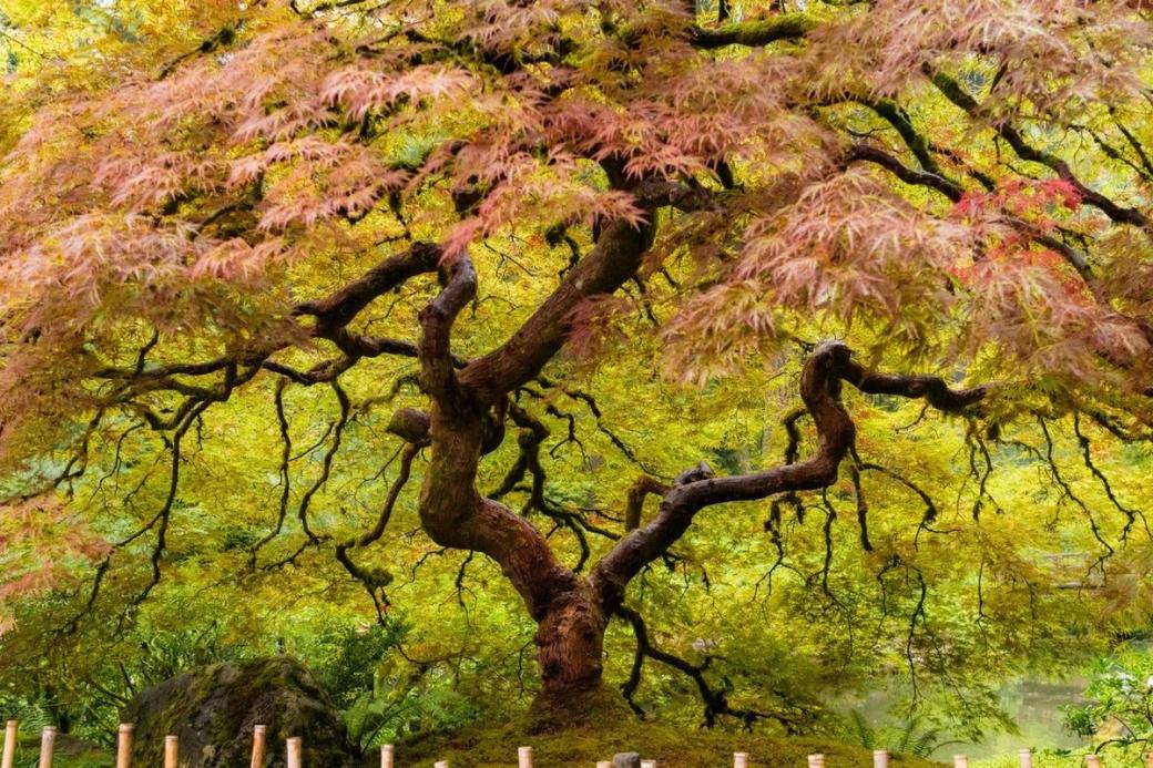 Colorful leaves on a large tree in various shades of green, yellow and orange