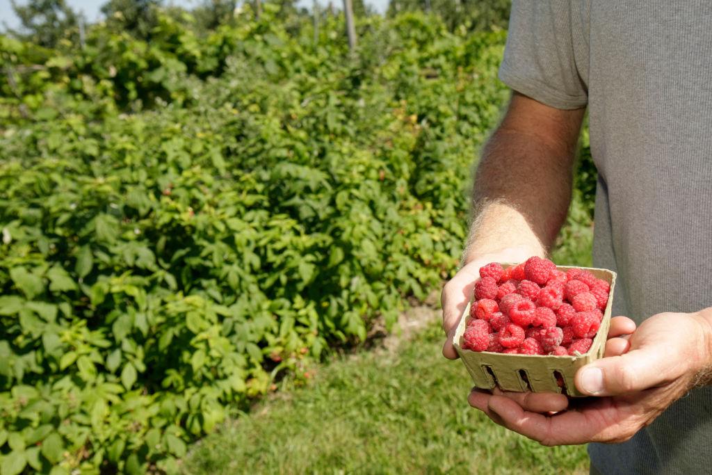 A box of raspberries at a Michigan orchard