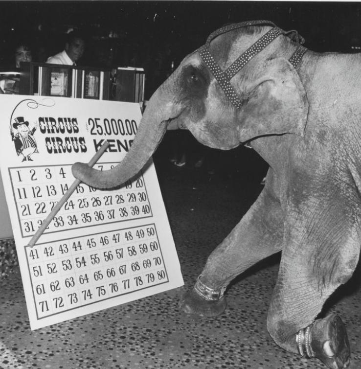 Tanya the elephant fills out a bingo card.