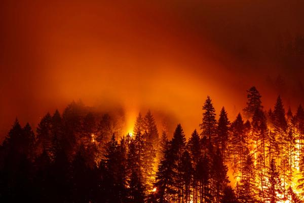 forest fire of fir trees with orange sky