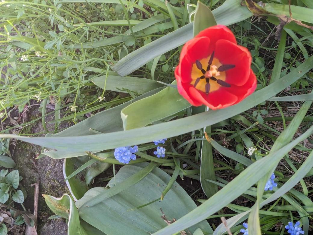looking down into a red tulip with grape hyacinth beside it