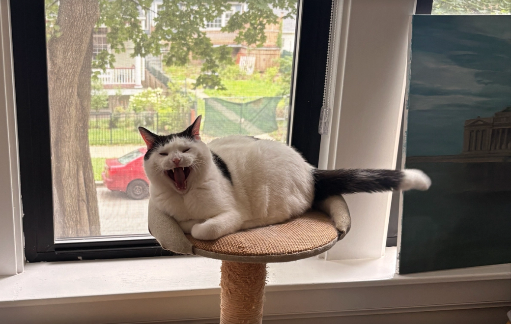 A black and white cat lounges on a cat tree perch in front of an open window, mid-yawn, with a green backyard and parked red car visible outside.