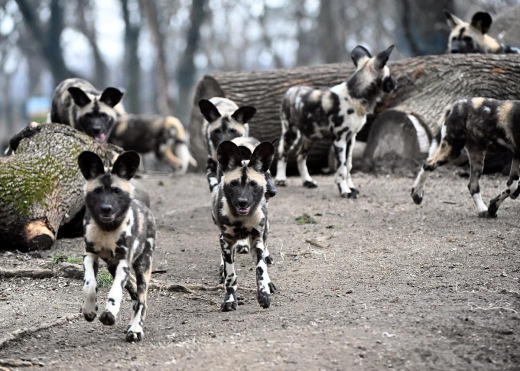 Group of African painted pups playing and running around logs on ground