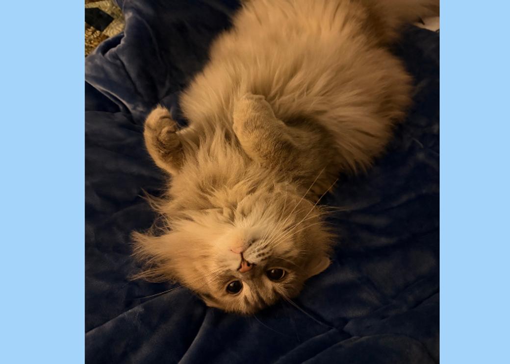 A caramel-colored cat lies on its back on a black blanket.