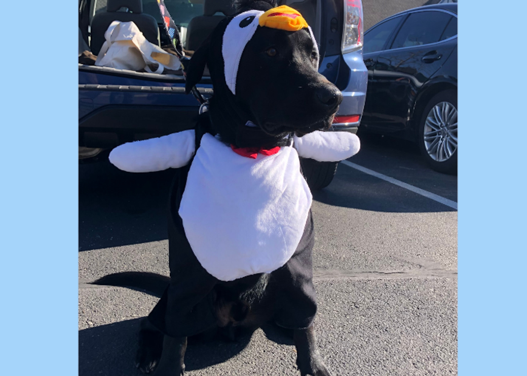 A black dog wearing a penguin costume.
