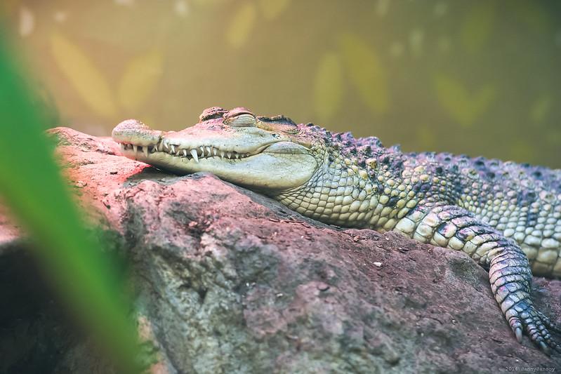 An alligator sunning itself at the National Zoo.