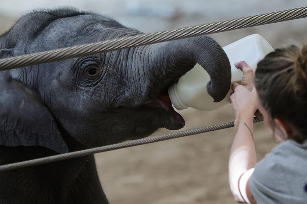 Baby elephant Linh Mai being fed.