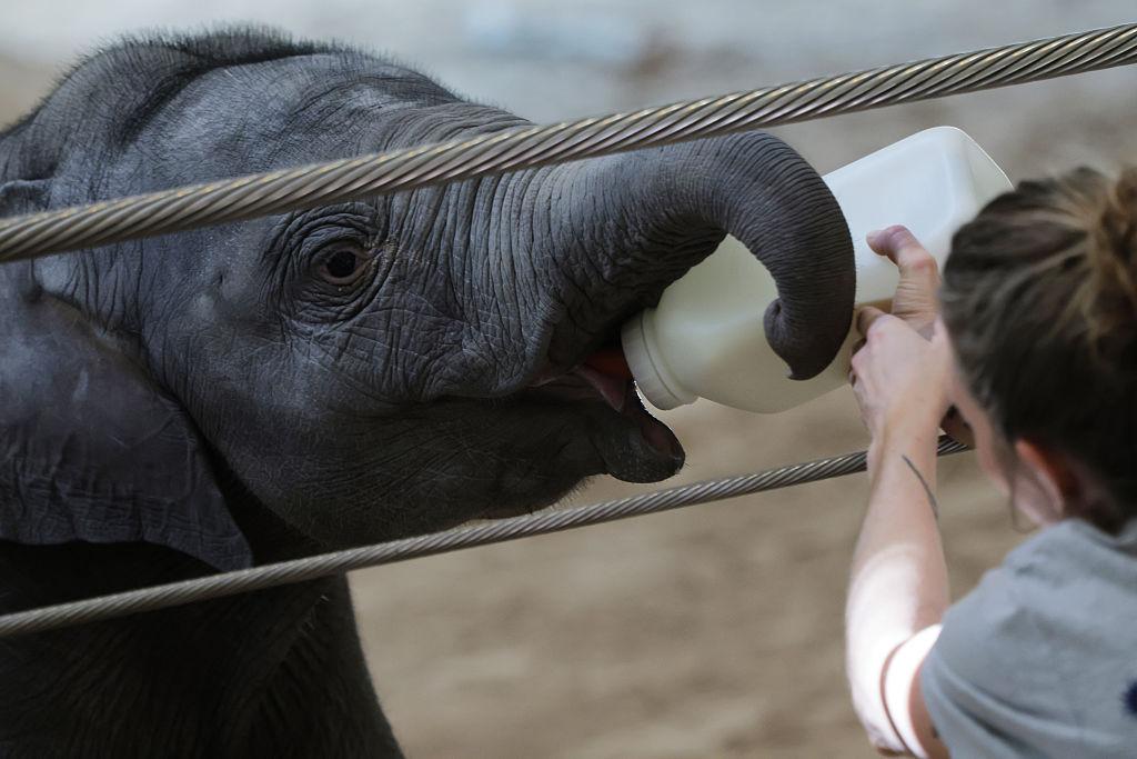 Baby elephant Linh Mai being fed.