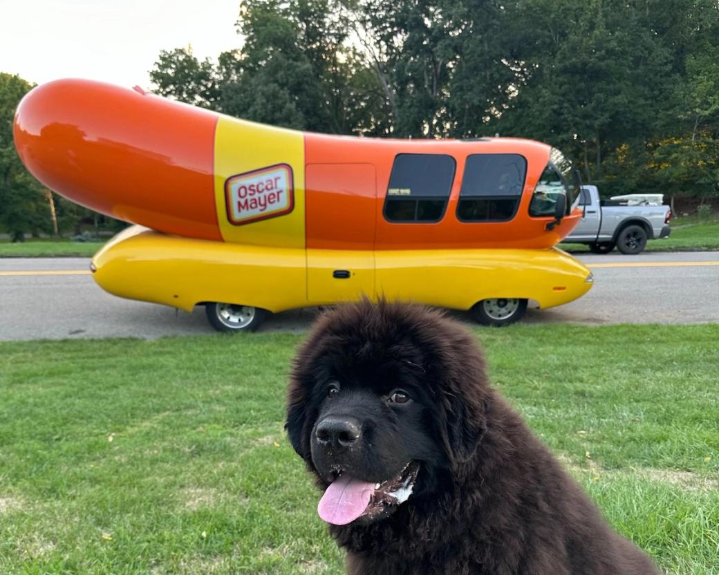 The weinermobile behind a beautiful black dog. 