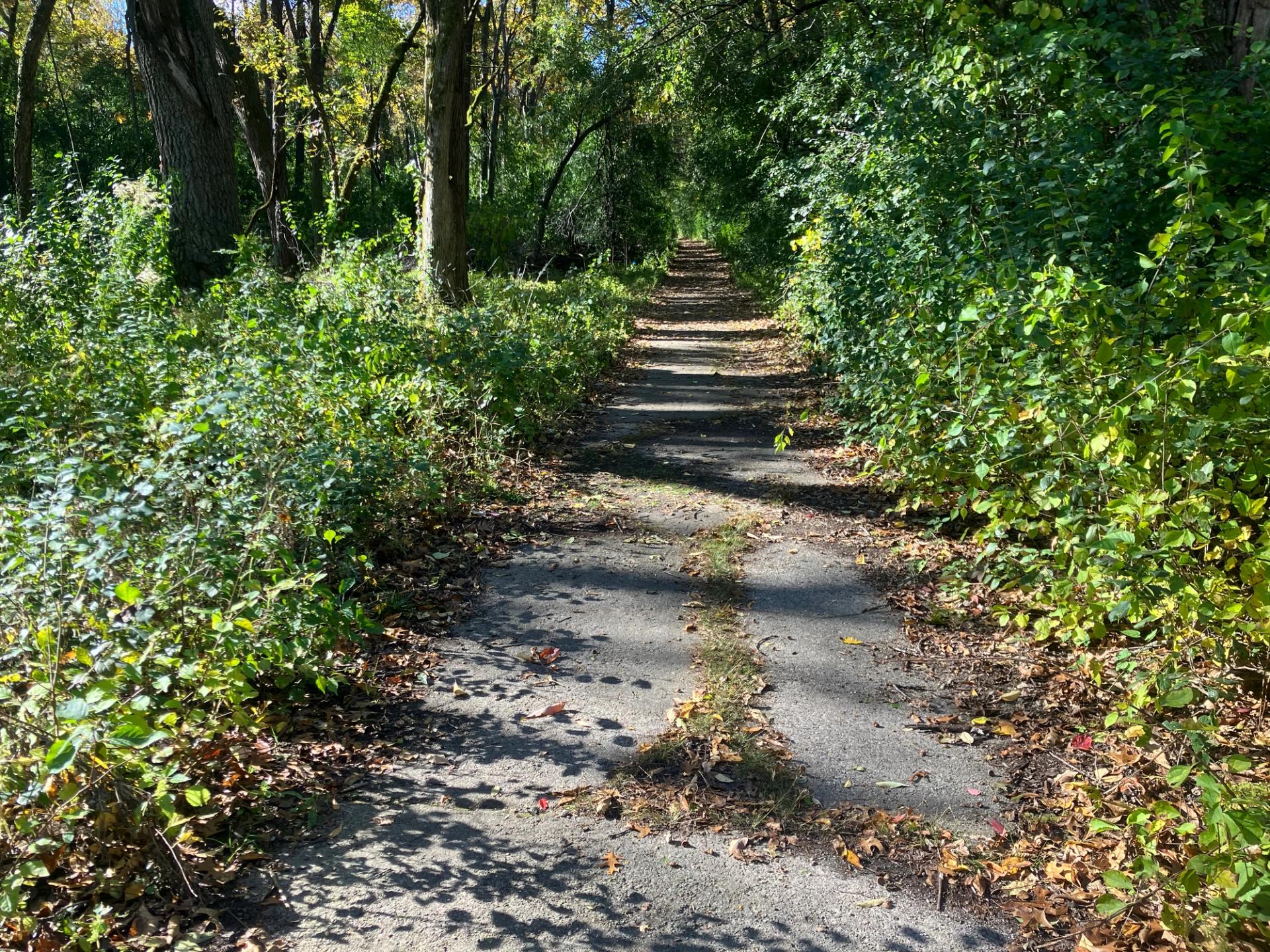 A concrete path leads into a green forest.