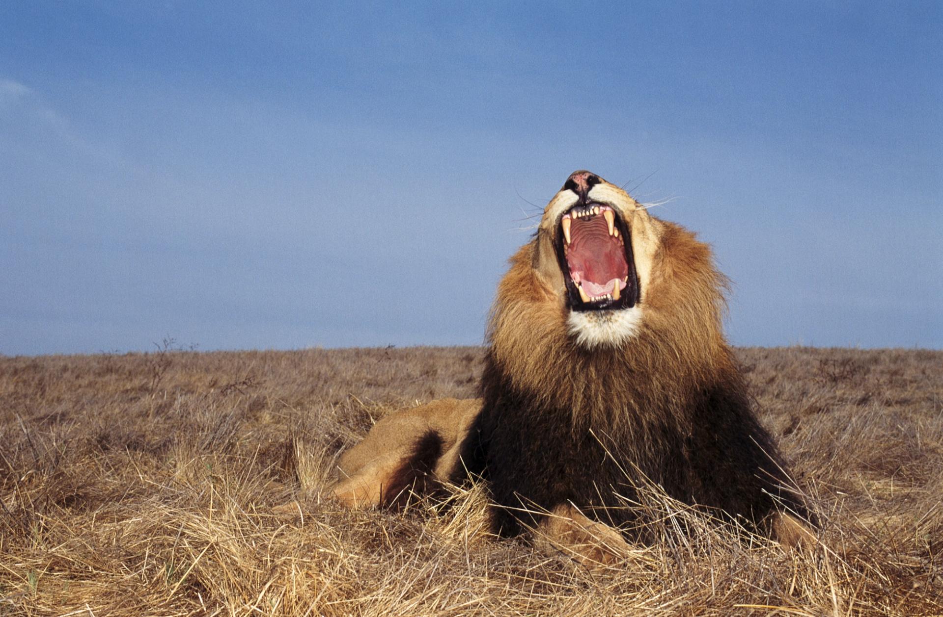 Lion (Panthera leo), mouth wide open - stock photo