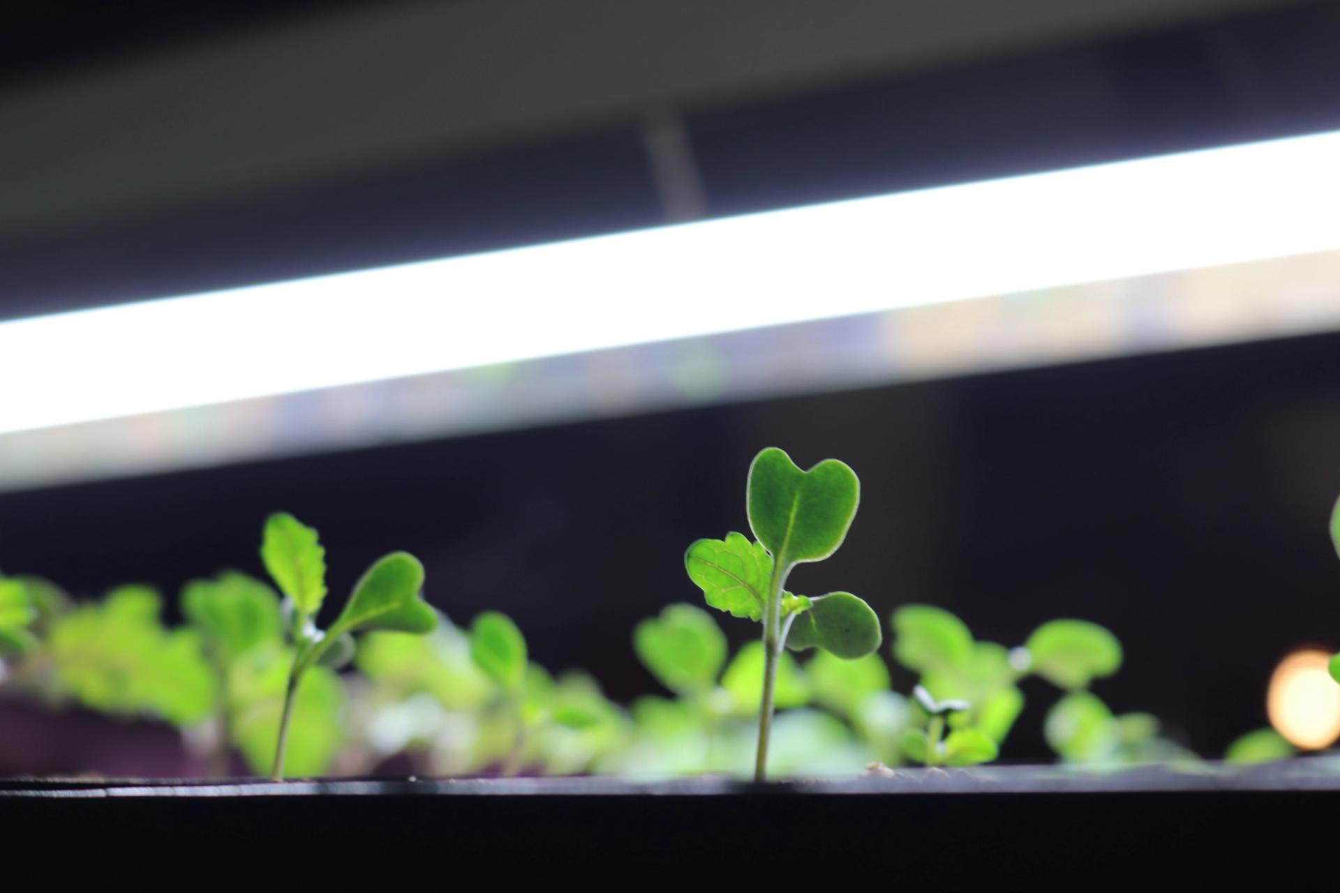 Buy your seedlings from the Soil Sisters in Allentown. (Megan Harris / City Cast Pittsburgh)
